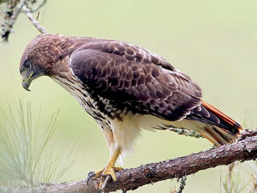 10 самых опасных птиц на планете – список, описание, фото и видео