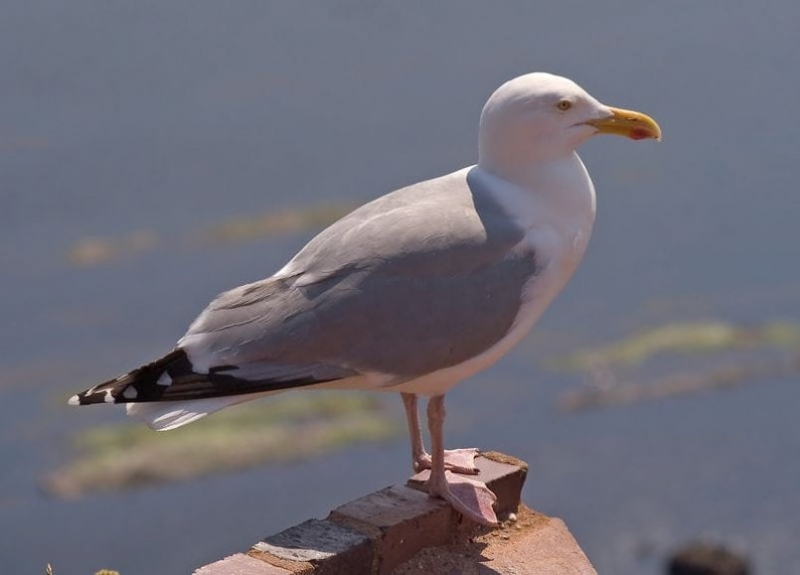 10 самых опасных птиц на планете – список, описание, фото и видео