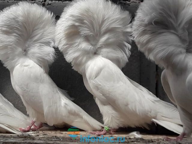 20+ необычных видов голубей, о существовании которых вы не подозревали