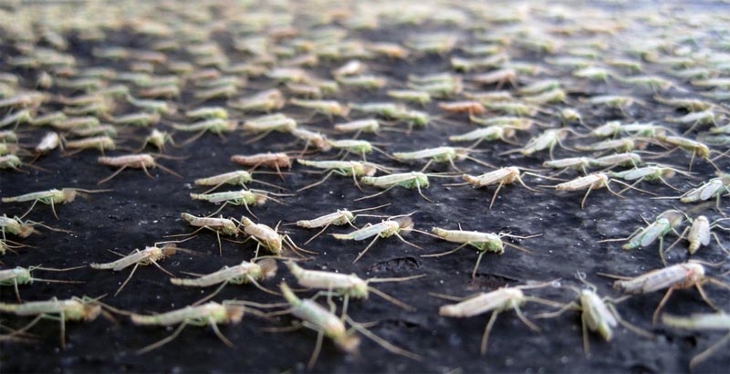 Британские ученые создали целую армию комаров-мутантов 