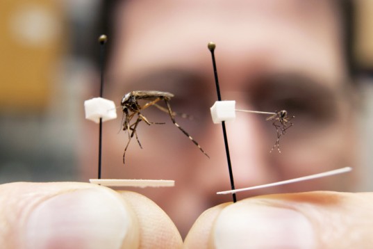 Британские ученые создали целую армию комаров-мутантов 