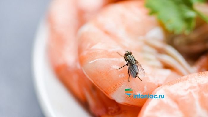 Что происходит с вашей едой, когда на неё садится муха?