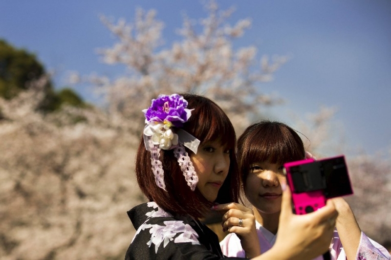 Японская традиция любования цветущей сакурой 