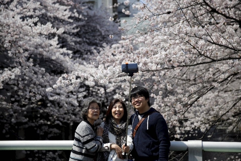 Японская традиция любования цветущей сакурой 