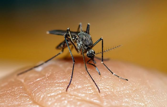 Как справиться с зудом после укуса комара за несколько секунд 