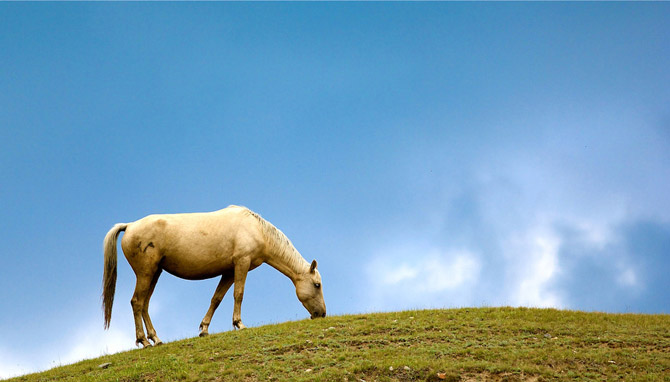 Казахские лошади 