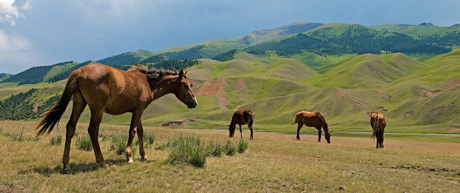 Казахские лошади 