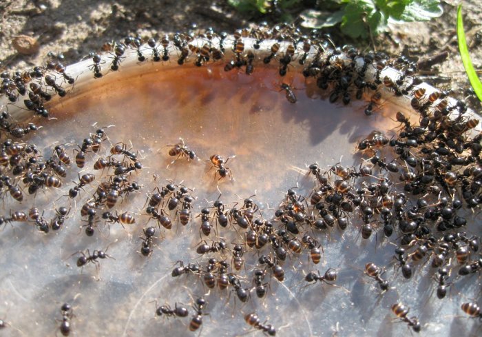 Простой способ, который позволит избавиться от муравьев на участке 