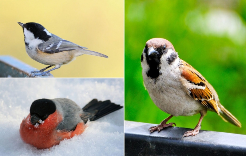 Птицы Подмосковья: фото, видео, названия, описание, особенности