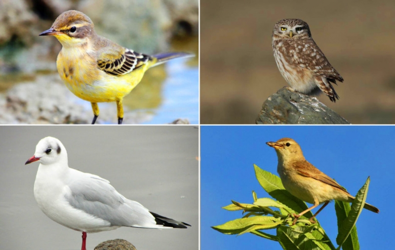 Птицы Подмосковья: фото, видео, названия, описание, особенности