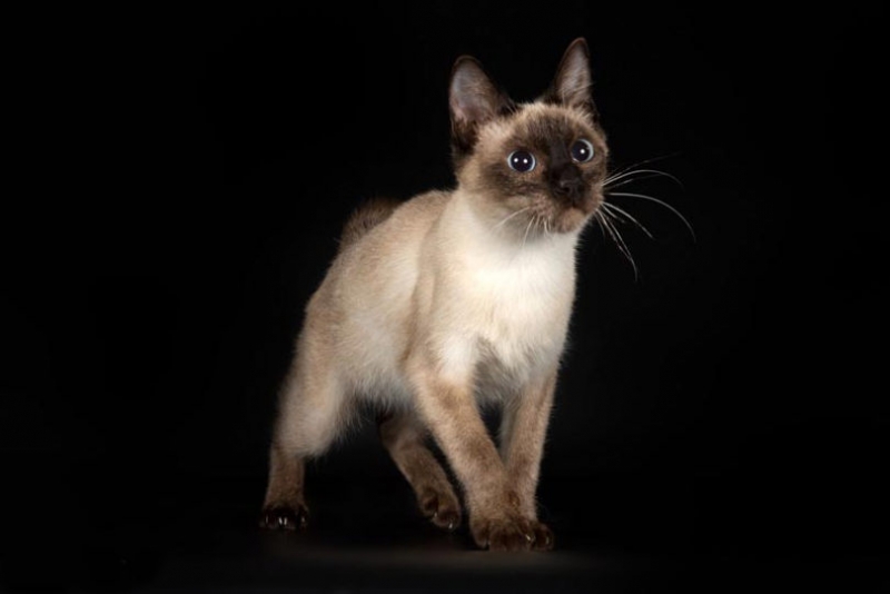 Самые маленькие породы кошек – список, описание, фото и видео