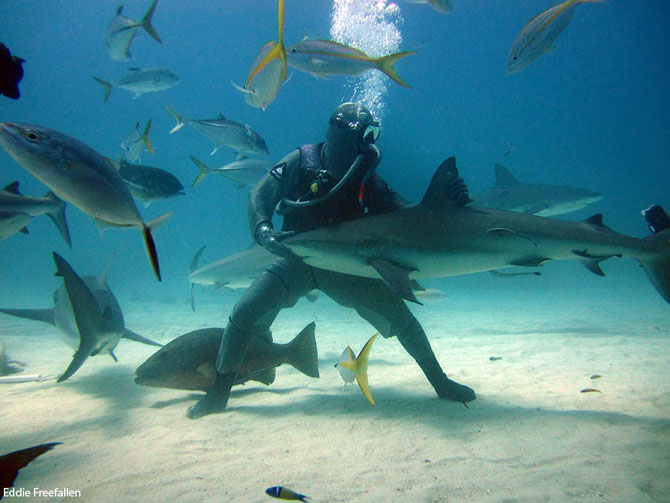 Знакомство с рифовыми акулами 