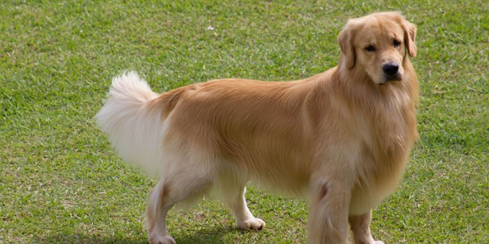 Золотистый ретривер - описание породы и характер собаки, уход и кормление, выбор щенков и цена