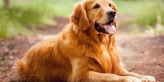 Золотистый ретривер - описание породы и характер собаки, уход и кормление, выбор щенков и цена