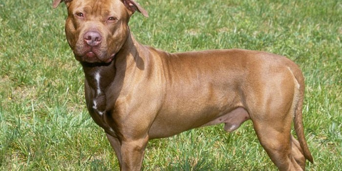 Бойцовские собаки - характер и темперамент, правильная дрессировка, возможность неконтролируемой агрессии