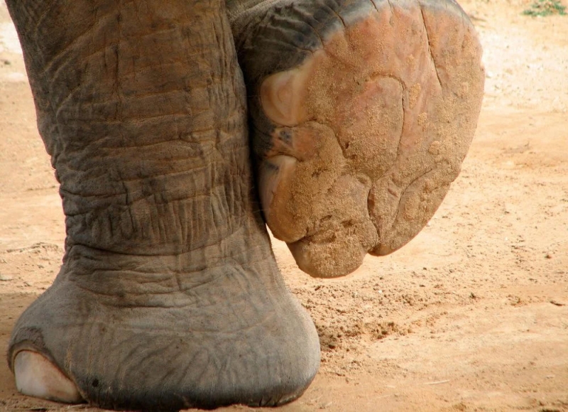 Есть ли у слонов «отпечатки пальцев»?