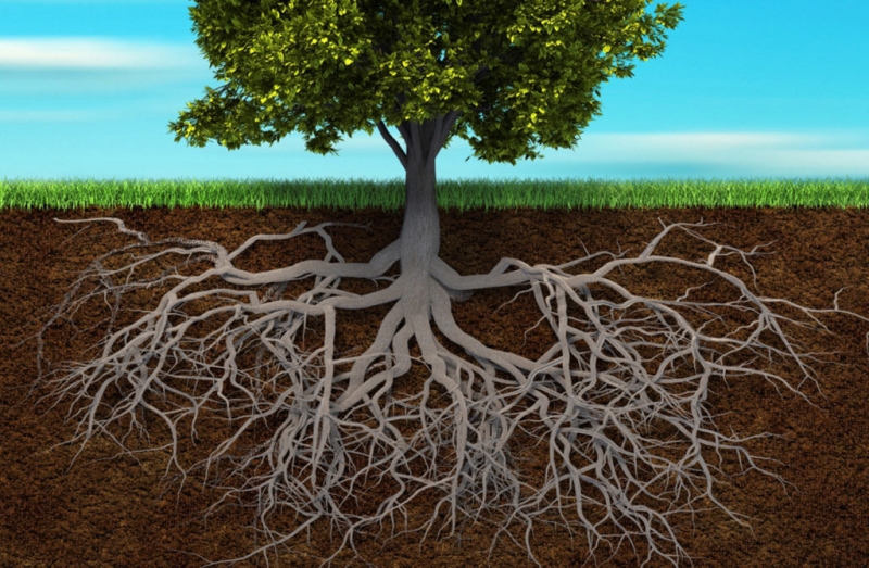 Как получают питание деревья, растущие на песке?