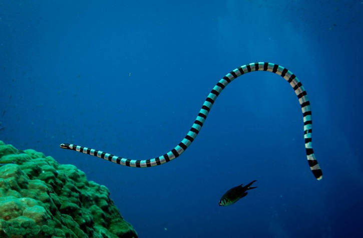 Самые ядовитые змеи в мире – список, где обитают, описание, фото и видео