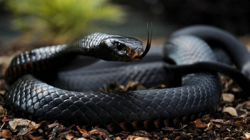 Самые ядовитые змеи в мире – список, где обитают, описание, фото и видео