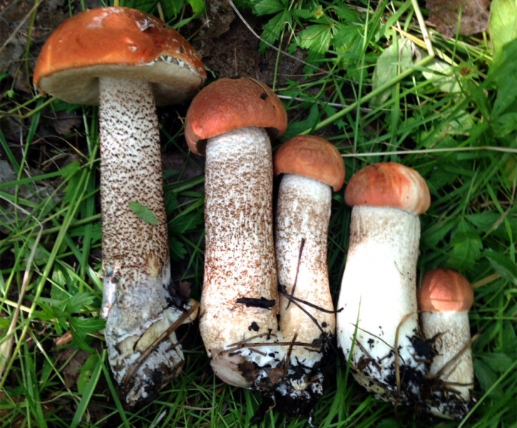 Съедобные грибы – список, фото, название, описание, видео, когда и где растут