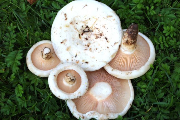 Съедобные грибы – список, фото, название, описание, видео, когда и где растут