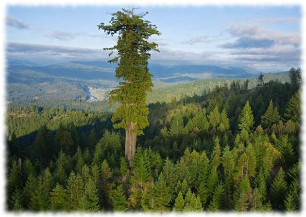 Секвойи – самые высокие деревья в мире. Размеры, описание, где растут, фото и видео