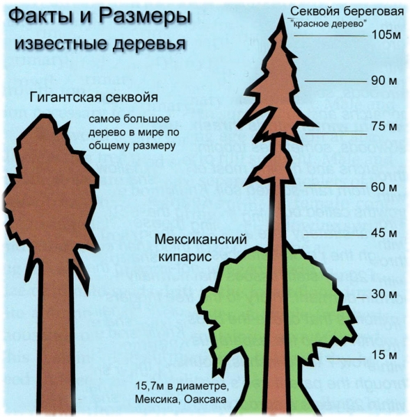 Секвойи – самые высокие деревья в мире. Размеры, описание, где растут, фото и видео