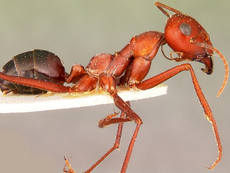 Чому мурахи ходять по ланцюжку один за одним?