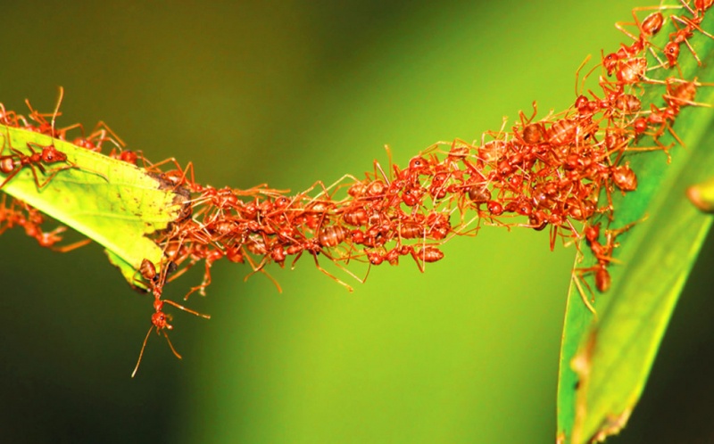 Чому мурахи ходять по ланцюжку один за одним?