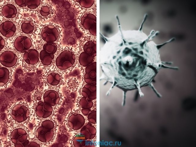 У чому відмінність між вірусом і бактерією: пояснюємо простими словами